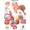 Fabrication Enterprises 3B® Anatomical Chart - Ear, Laminated 12-4606L